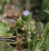 rozrazil rolní <i>(Veronica arvensis)</i> / Květ/Květenství