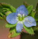 rozrazil rolní <i>(Veronica arvensis)</i> / Květ/Květenství