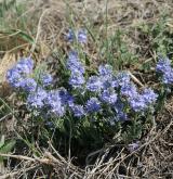 rozrazil rozprostřený <i>(Veronica prostrata)</i> / Květ/Květenství