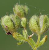 rozrazil trojklaný <i>(Veronica triphyllos)</i> / Plod