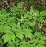 samorostlík klasnatý <i>(Actaea spicata)</i> / Habitus