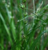 ostřice přetrhovaná <i>(Carex divulsa)</i> / Květ/Květenství