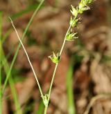 ostřice přetrhovaná <i>(Carex divulsa)</i> / Květ/Květenství