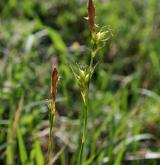 ostřice Micheliova <i>(Carex michelii)</i> / Květ/Květenství