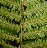 kapraď Borrerova <i>(Dryopteris borreri)</i> / List