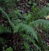 kapraď Borrerova <i>(Dryopteris borreri)</i> / Habitus