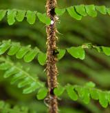 kapraď Borrerova <i>(Dryopteris borreri)</i> / List