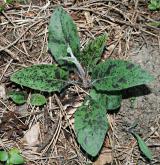 jestřábník skvrnitý <i>(Hieracium maculatum)</i> / List