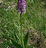 vstavač vojenský <i>(Orchis militaris)</i> / Habitus