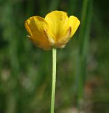 pryskyřník mnohokvětý <i>(Ranunculus polyanthemos)</i> / Květ/Květenství