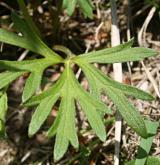 pryskyřník mnohokvětý <i>(Ranunculus polyanthemos)</i> / List