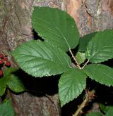ostružiník tmavozelený <i>(Rubus clusii)</i> / List