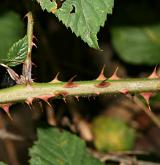 ostružiník tmavozelený <i>(Rubus clusii)</i> / Stonek
