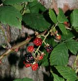 ostružiník tmavozelený <i>(Rubus clusii)</i> / Plod