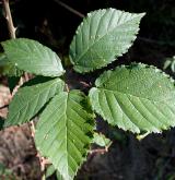 ostružiník hlivický <i>(Rubus gliviciensis)</i> / List