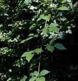 ostružiník hlivický <i>(Rubus gliviciensis)</i> / Habitus