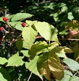 ostružiník latnatý <i>(Rubus grabowskii)</i> / Plod