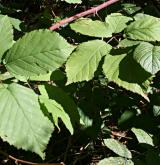 ostružiník latnatý <i>(Rubus grabowskii)</i> / List