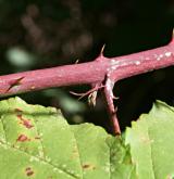 ostružiník latnatý <i>(Rubus grabowskii)</i> / Stonek