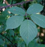 ostružiník huňatý <i>(Rubus gracilis)</i> / List
