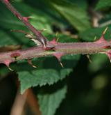 ostružiník huňatý <i>(Rubus gracilis)</i> / Stonek