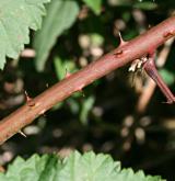 ostružiník Kuleszův <i>(Rubus kuleszae)</i> / Stonek