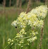 žluťucha lesklá <i>(Thalictrum lucidum)</i> / Květ/Květenství