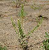 řeřicha hustokvětá <i>(Lepidium densiflorum)</i>