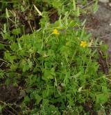 šťavel prérijní <i>(Oxalis dillenii)</i> / Habitus