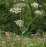 hladýš širolistý <i>(Laserpitium latifolium)</i> / Habitus