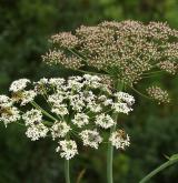 hladýš širolistý <i>(Laserpitium latifolium)</i> / Květ/Květenství