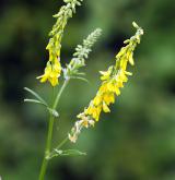 komonice lékařská <i>(Melilotus officinalis)</i> / Květ/Květenství