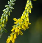 komonice lékařská <i>(Melilotus officinalis)</i> / Květ/Květenství
