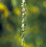 komonice lékařská <i>(Melilotus officinalis)</i>
