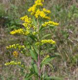 zlatobýl obrovský <i>(Solidago gigantea)</i>