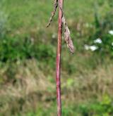 zlatobýl obrovský <i>(Solidago gigantea)</i> / Stonek