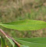 zlatobýl obrovský <i>(Solidago gigantea)</i> / List