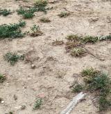 Jednoletá sešlapávaná vegetace suchých stanovišť <i>(Coronopodo-Polygonion arenastri)</i> / Porost