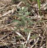 pelyněk pontický <i>(Artemisia pontica)</i> / Habitus
