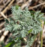 pelyněk pontický <i>(Artemisia pontica)</i> / Habitus
