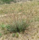 pelyněk ladní <i>(Artemisia campestris)</i> / Habitus