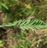 kozinec bezlodyžný <i>(Astragalus exscapus)</i> / List