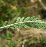 kozinec bezlodyžný <i>(Astragalus exscapus)</i>