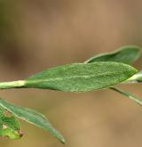 čilimník poléhavý <i>(Cytisus procumbens)</i> / List