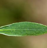 čilimník poléhavý <i>(Cytisus procumbens)</i>