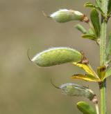 čilimník poléhavý <i>(Cytisus procumbens)</i> / Plod
