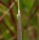 třtina villosa <i>(Calamagrostis villosa)</i> / List