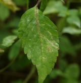 konopice sličná <i>(Galeopsis speciosa)</i> / List