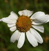 kopretina panonská <i>(Leucanthemum margaritae)</i> / Květ/Květenství