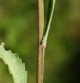 kopretina panonská <i>(Leucanthemum margaritae)</i> / Stonek